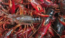 小龙虾养殖爆料视频,视频爆料背后的养殖秘密